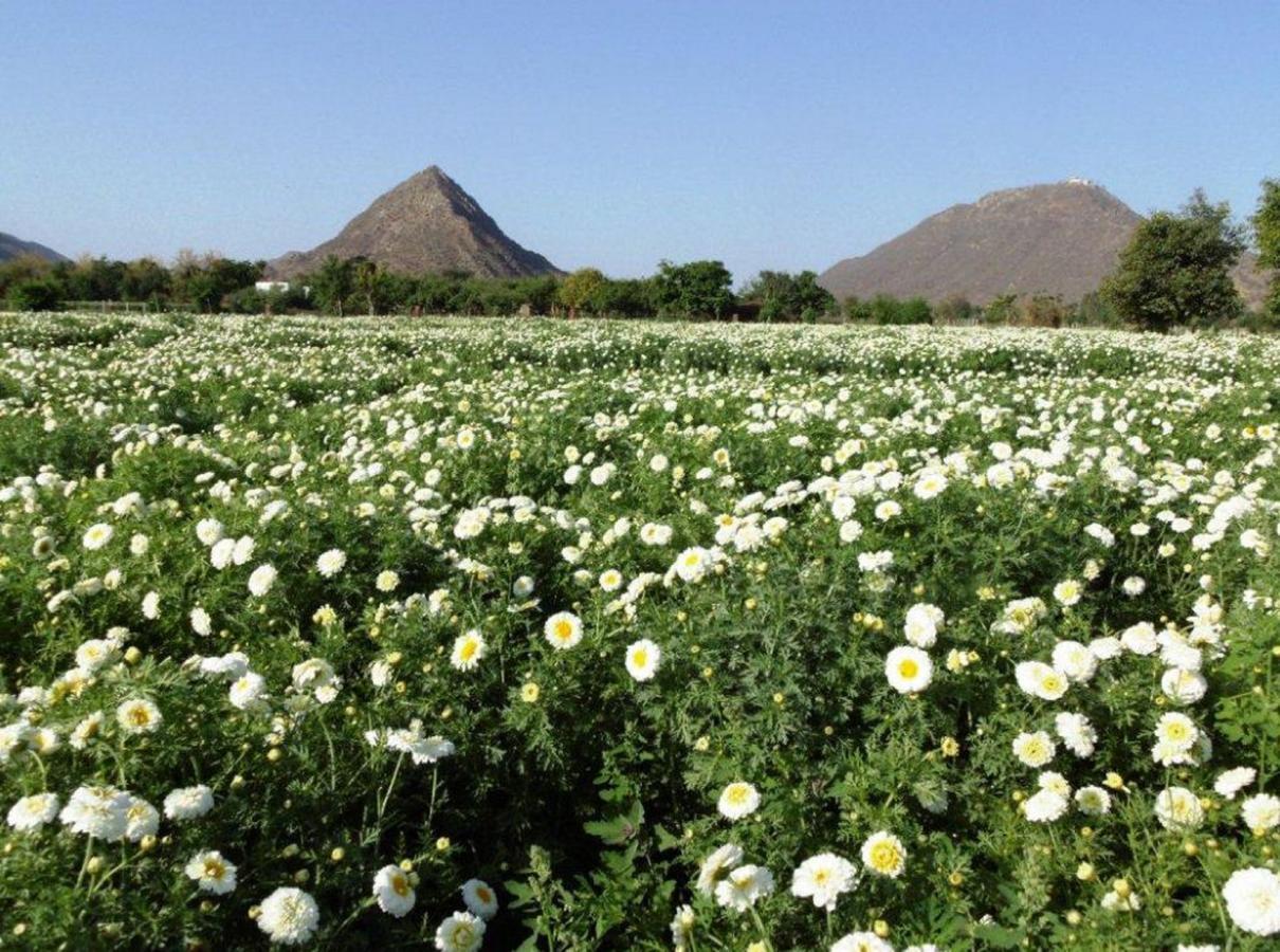 The Country Side Resorts Pushkar Luaran gambar